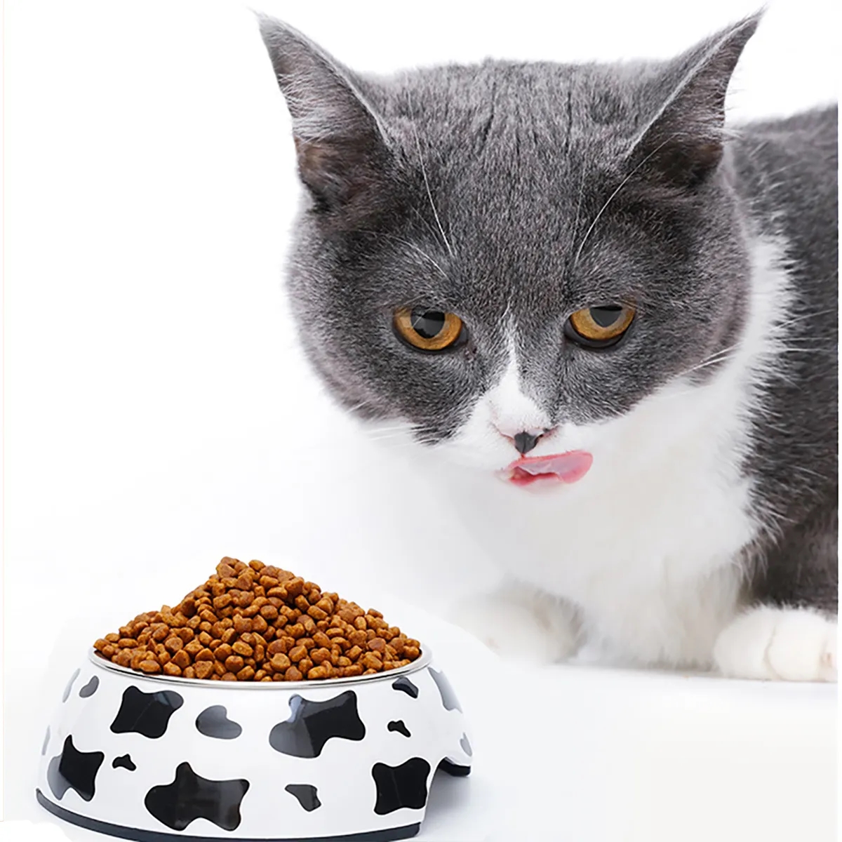 Printed Pet Dog Cat Food Feeding Bowl 5