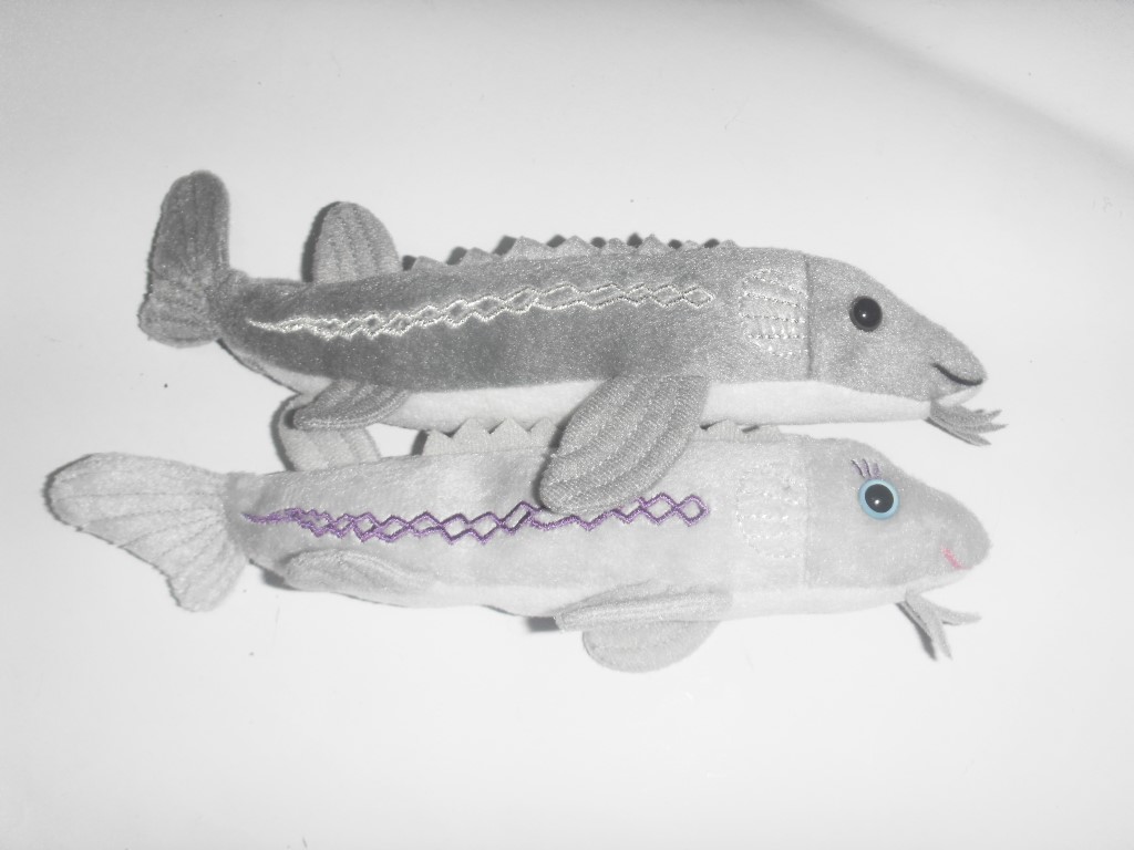 Sturgeon Fish 2