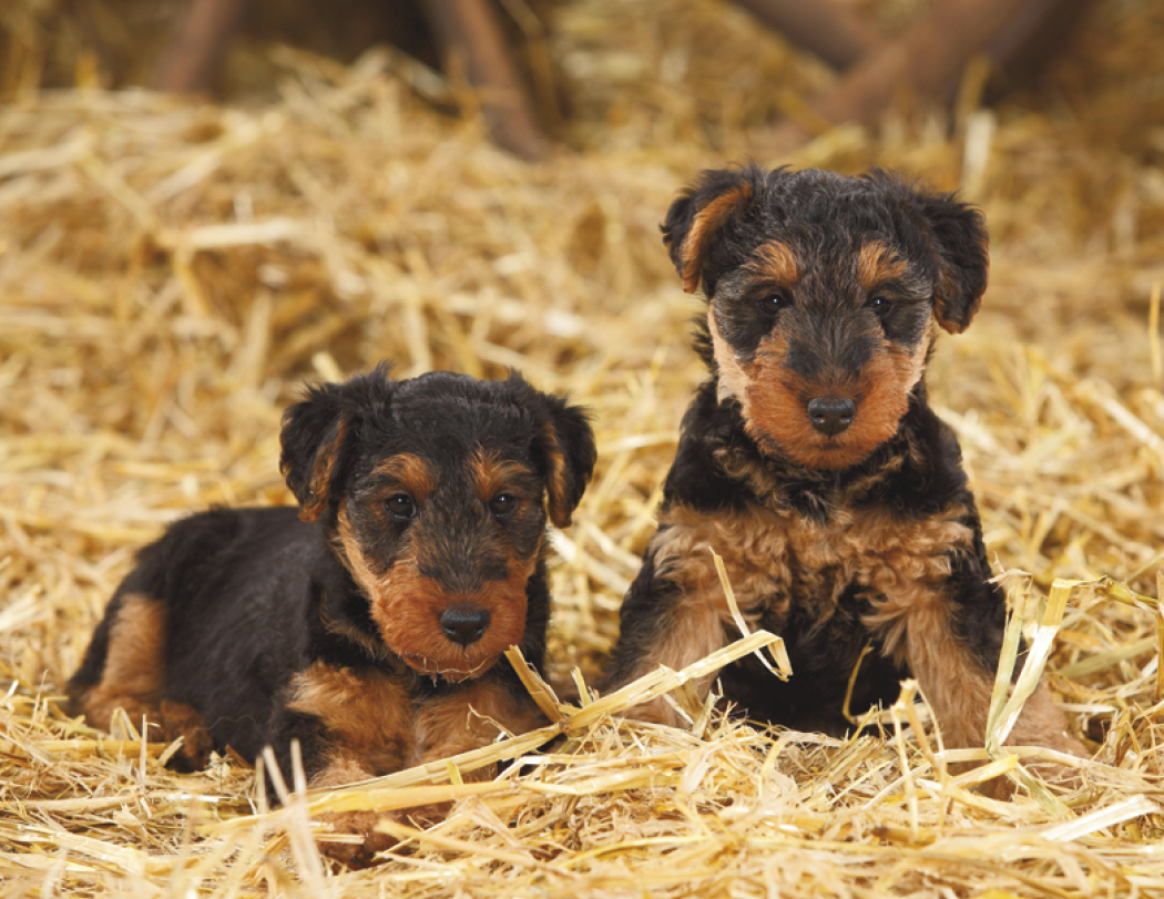Triumph® Calendars Puppies Calendar 53