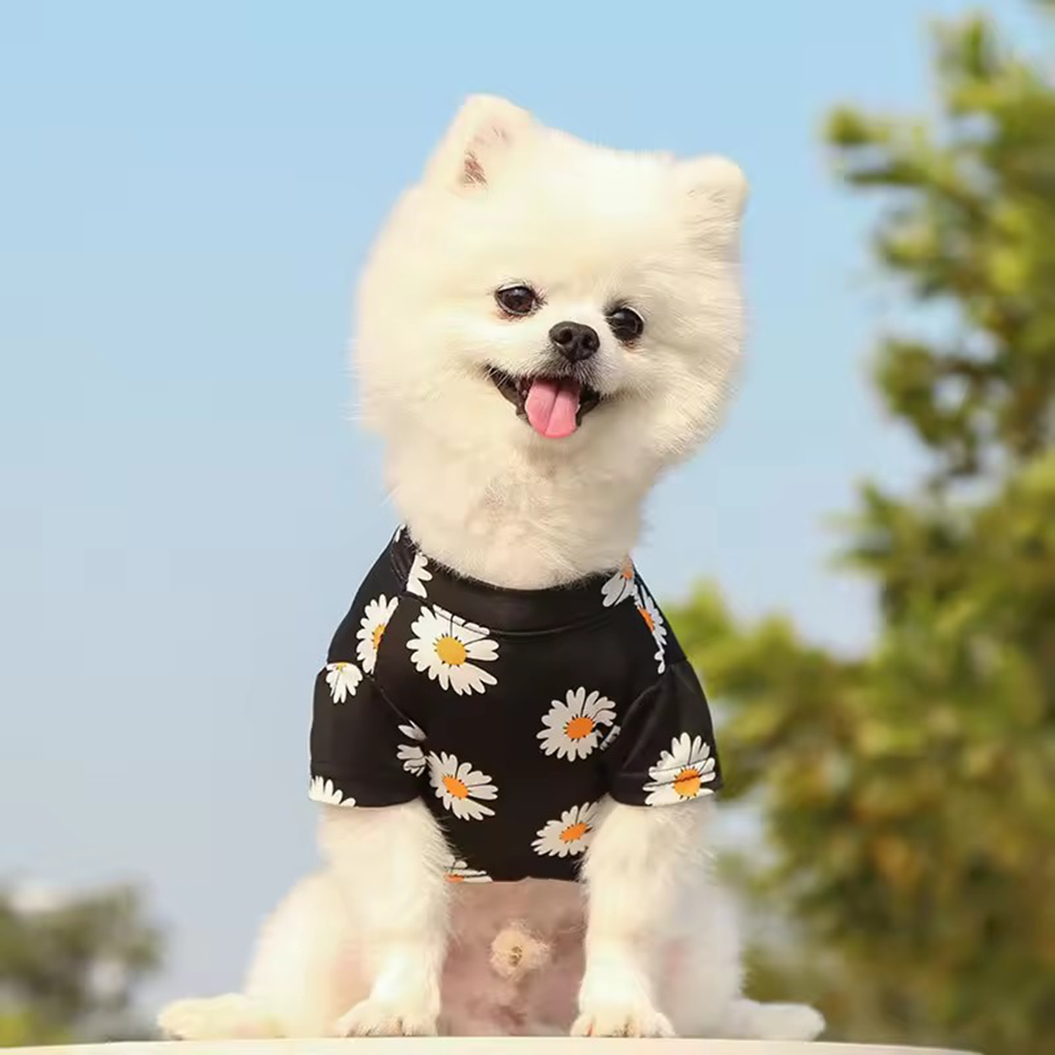 Fashion Pet Clothes 5