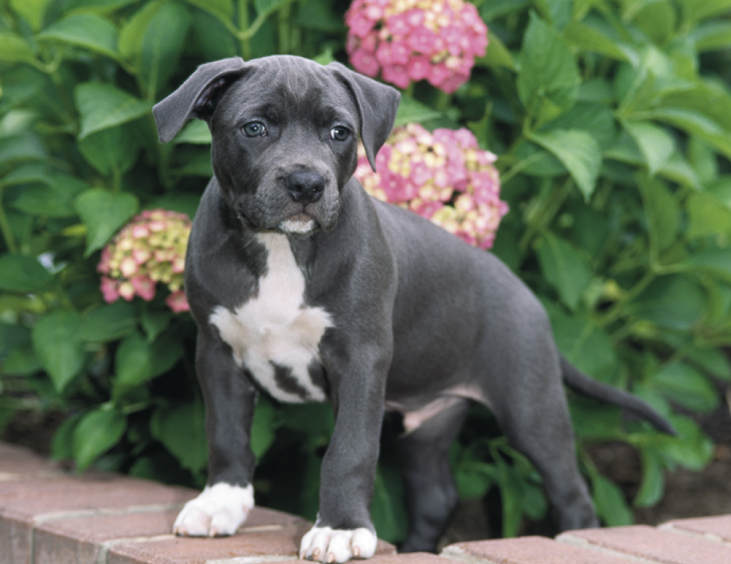 HotLine® Products Four Paws Appointment Calendar - Stapled 7