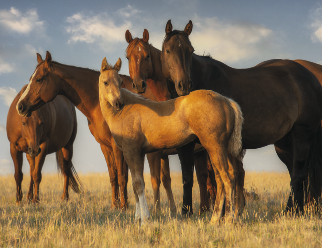 Triumph® Calendars Visions of the West Calendar 57