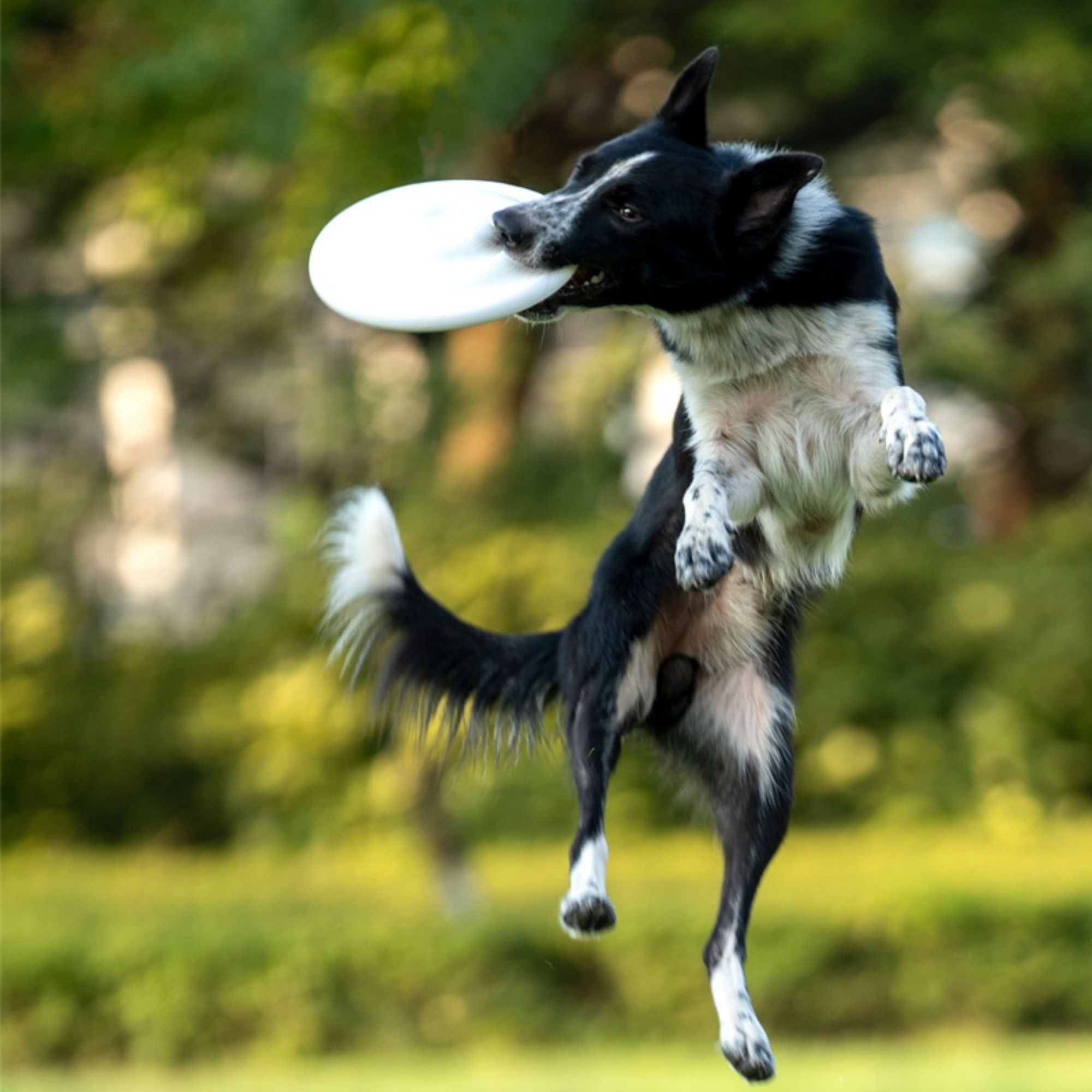 Plastic Dog Flying Disc 2