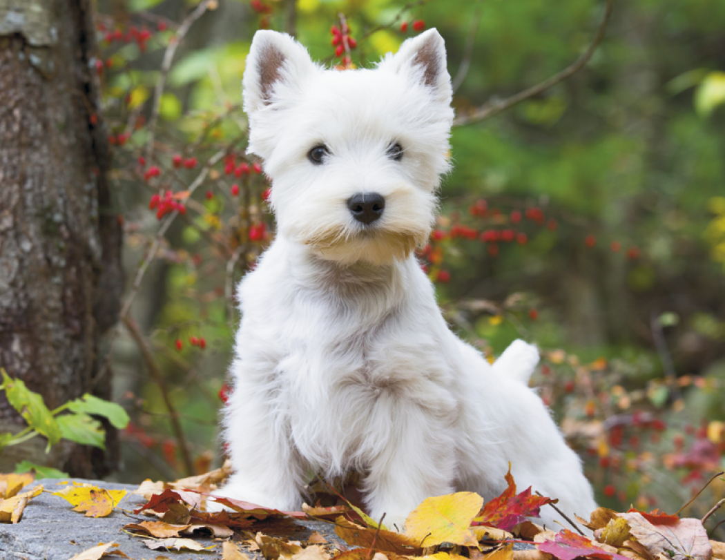 Triumph® Calendars Puppies Calendar 57
