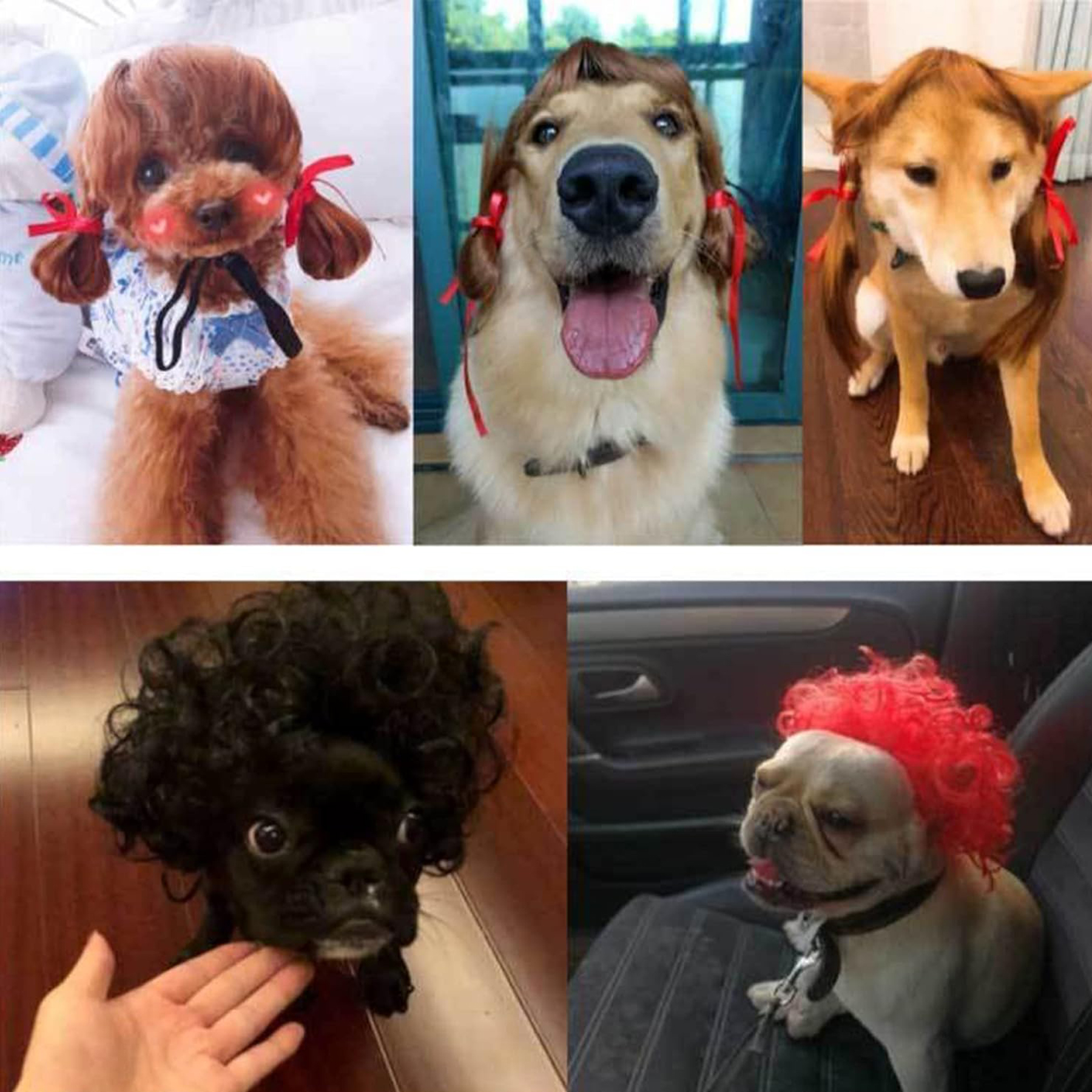 Halloween Pet Wigs for Dogs and Cats 5