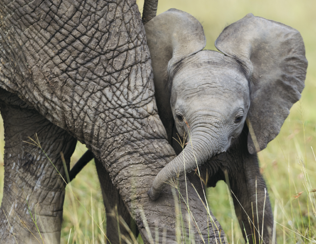 HotLine® Products Animal Babies Appointment Calendar - Stapled 26