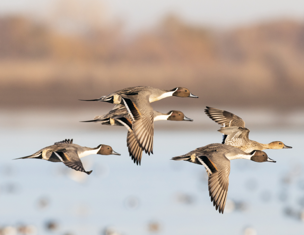 Good Value™ Waterfowl - Stapled Calendar 43