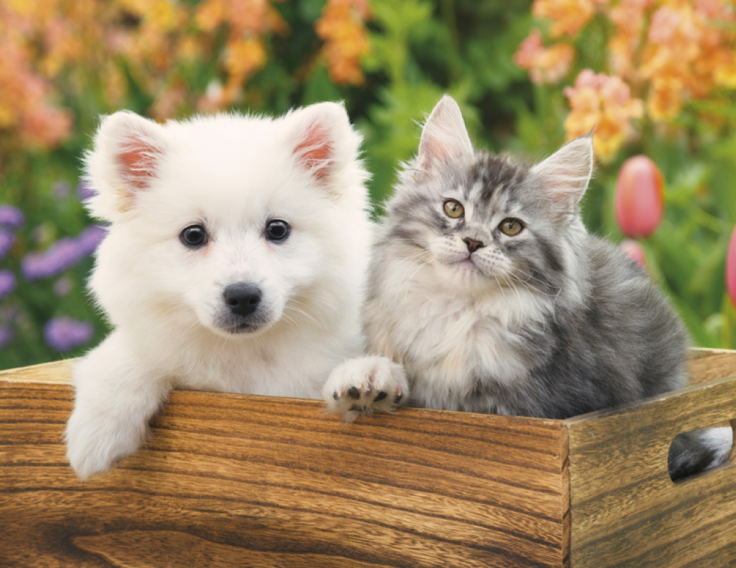 HotLine® Products Four Paws Appointment Calendar - Stapled 33