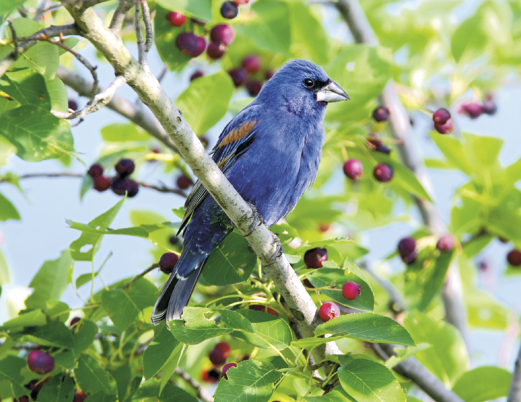 Triumph® Calendars Birds Calendar 68