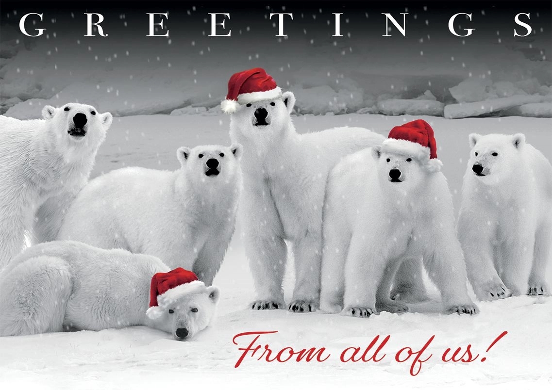 Polar Pack Holiday Cards 2