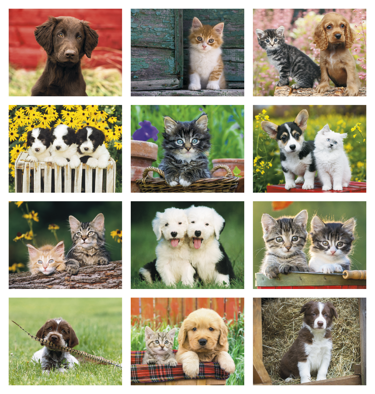 Good Value™ Puppies & Kittens - Window Calendar 3