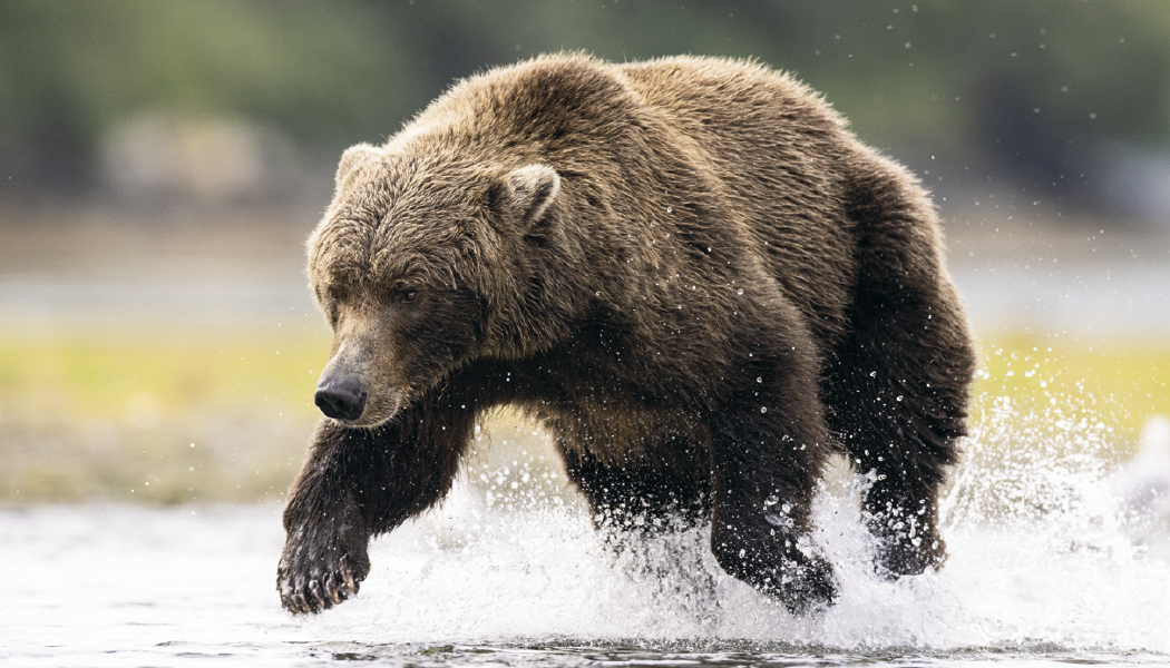 Triumph® Calendars Wildlife Calendar 11