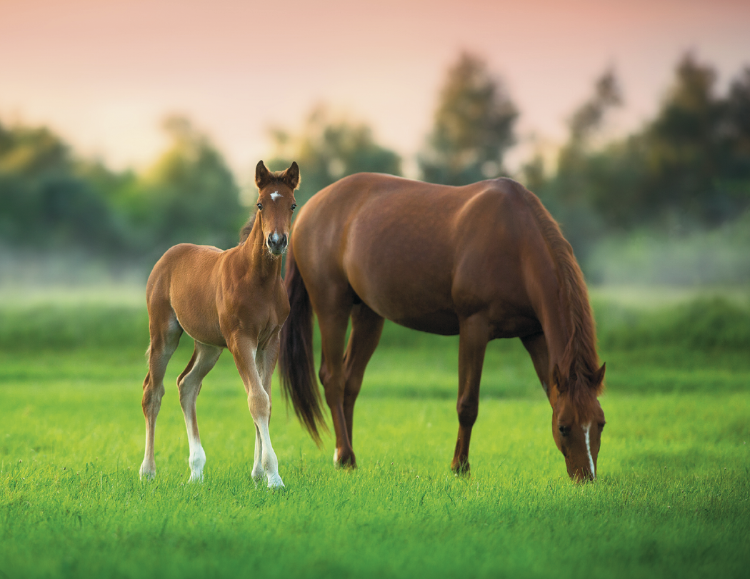 Good Value™ Baby Farm Animals - Stapled Calendar 16