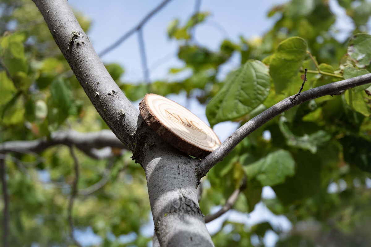 Natural Wooden Coaster 4