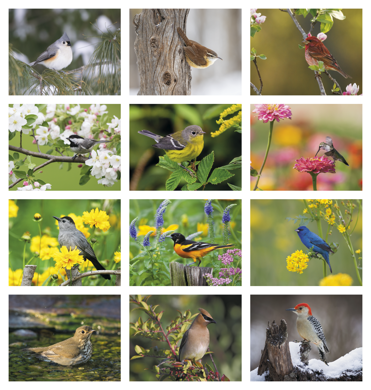 HotLine® Products Songbirds Appointment Calendar - Stapled 12