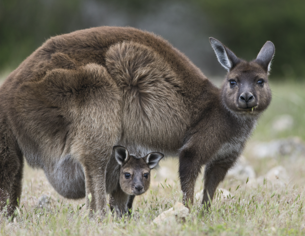 HotLine® Products Animal Babies Appointment Calendar - Stapled 34