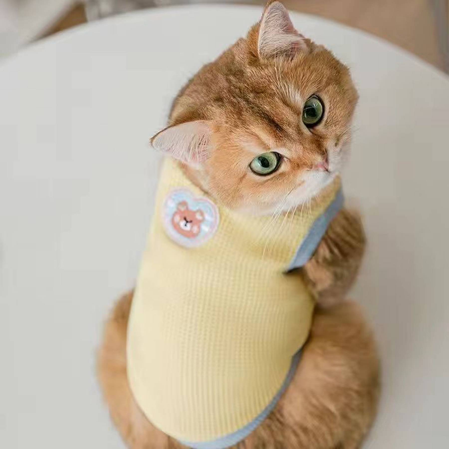 Cute costumes for cats and dogs 5
