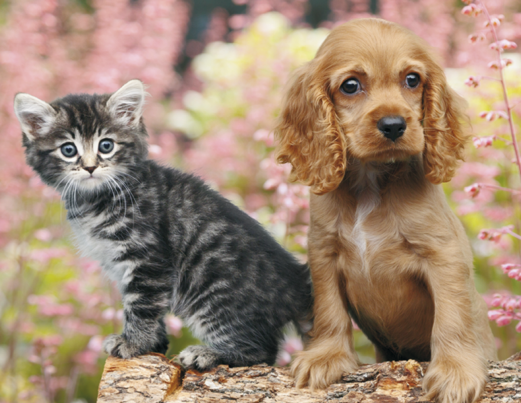 Good Value™ Puppies & Kittens - Spiral Calendar 53
