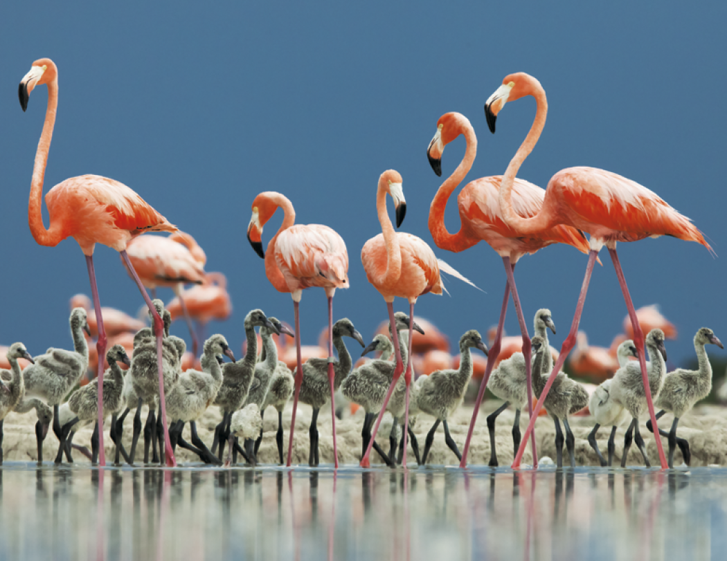 HotLine® Products Animal Babies Appointment Calendar - Stapled 30