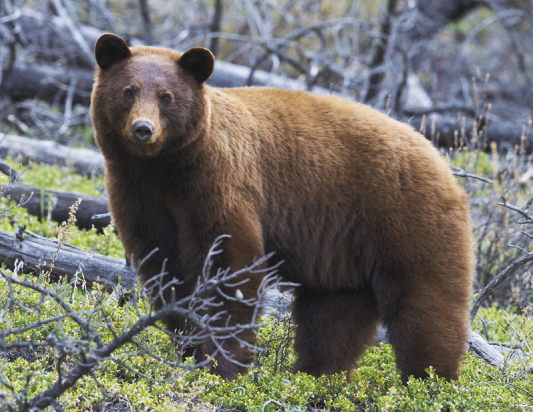 Triumph® Calendars North American Wildlife Calendar 9