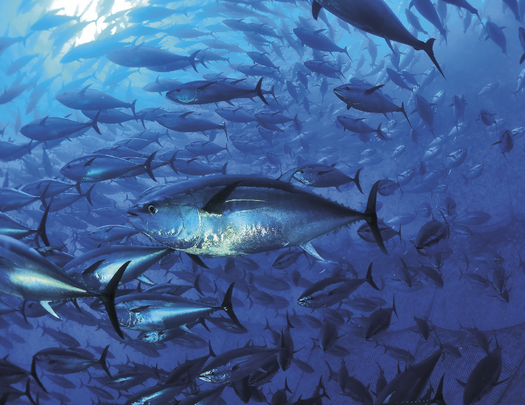 Good Value™ Ocean Glory - Stapled Calendar 6