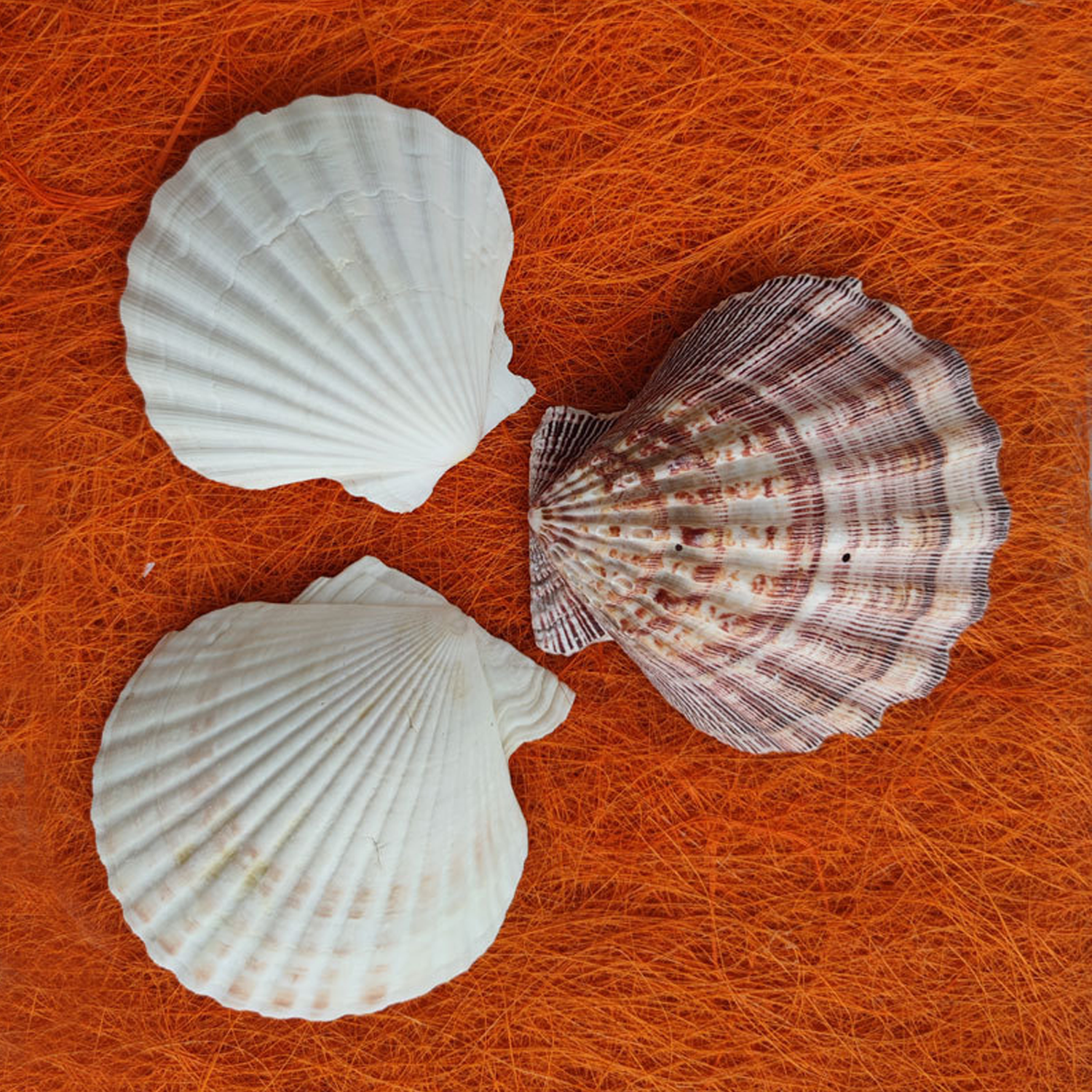 Shells 6