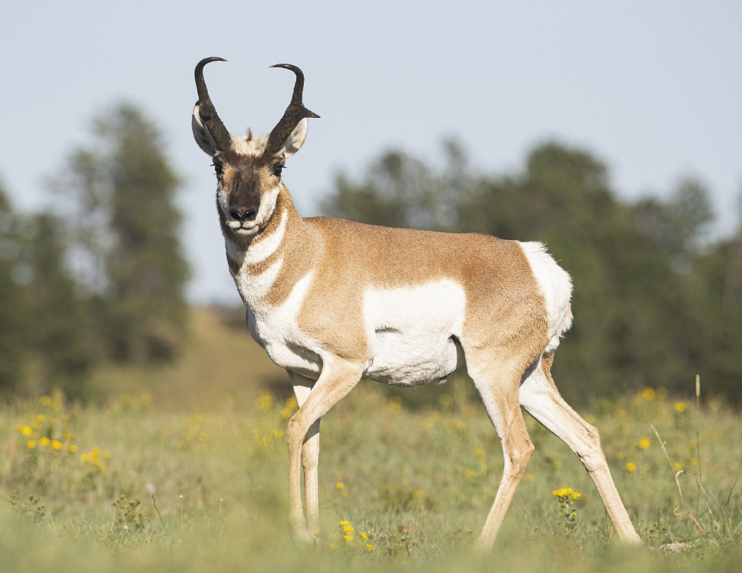 HotLine® Products Wildlife Appointment Calendar - Stapled 6