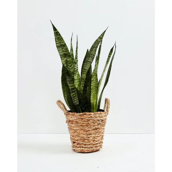 Zeylanica Snake Plant