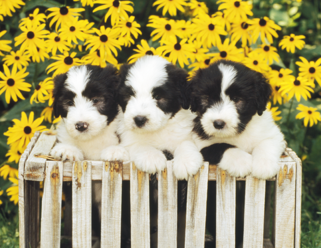 Triumph® Calendars Puppies Calendar 6