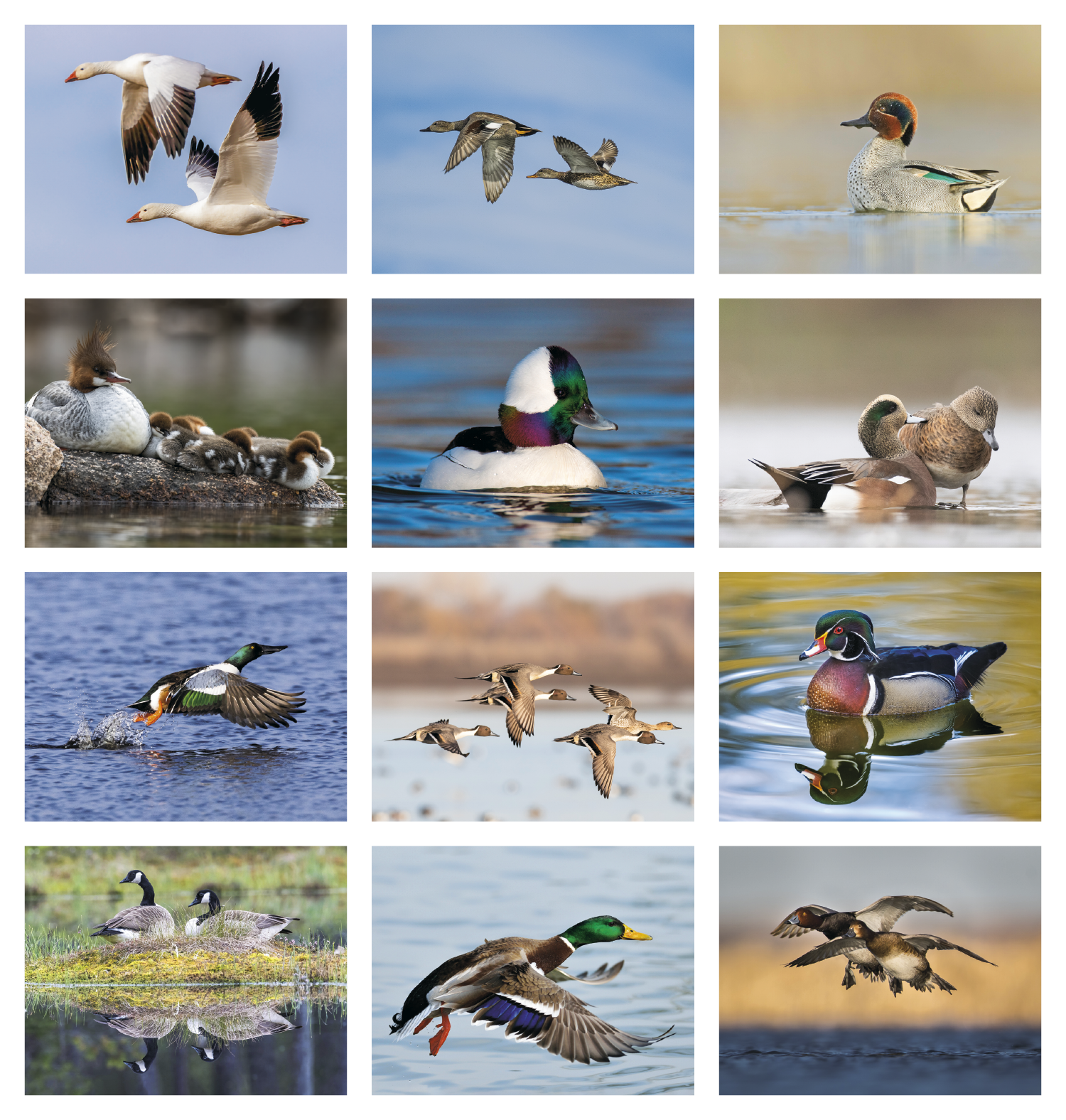 Good Value™ Waterfowl - Stapled Calendar 62